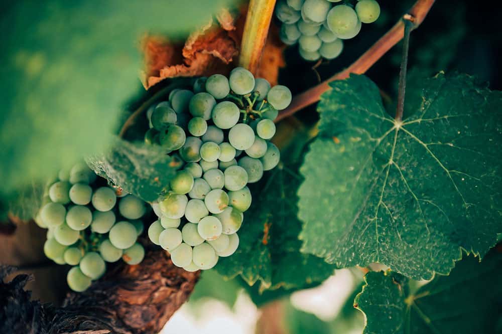 Vinimport